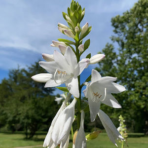 Meet your Posher, Madi